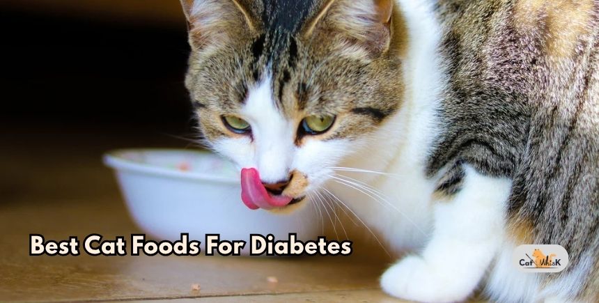 best cat foods for diabetes