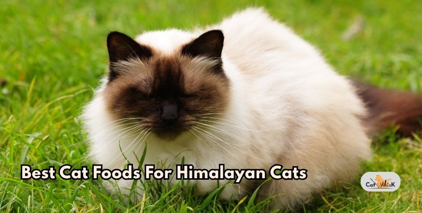 best cat foods for himalayan cats