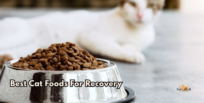 best cat foods for recovery