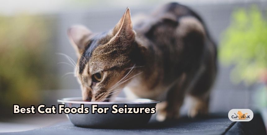 best cat foods for seizures