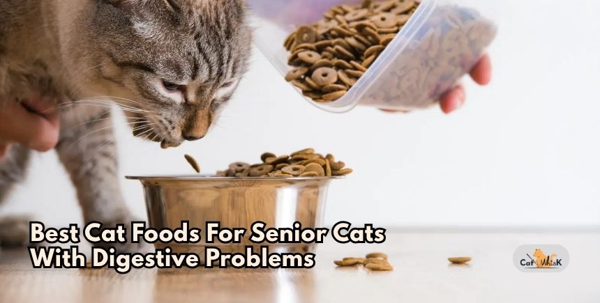 best cat foods for senior cats with digestive problems