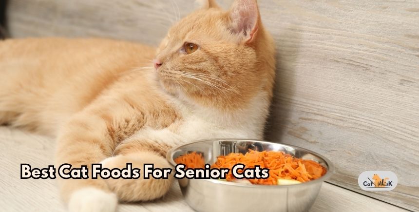best cat foods for senior cats
