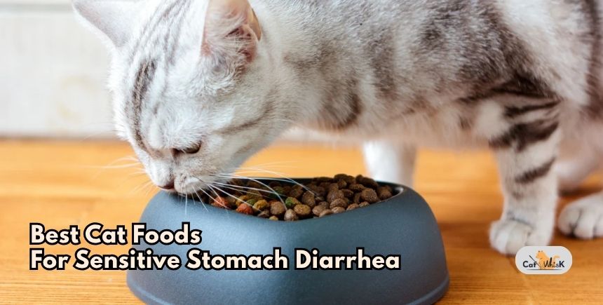 best cat foods for sensitive stomach diarrhea