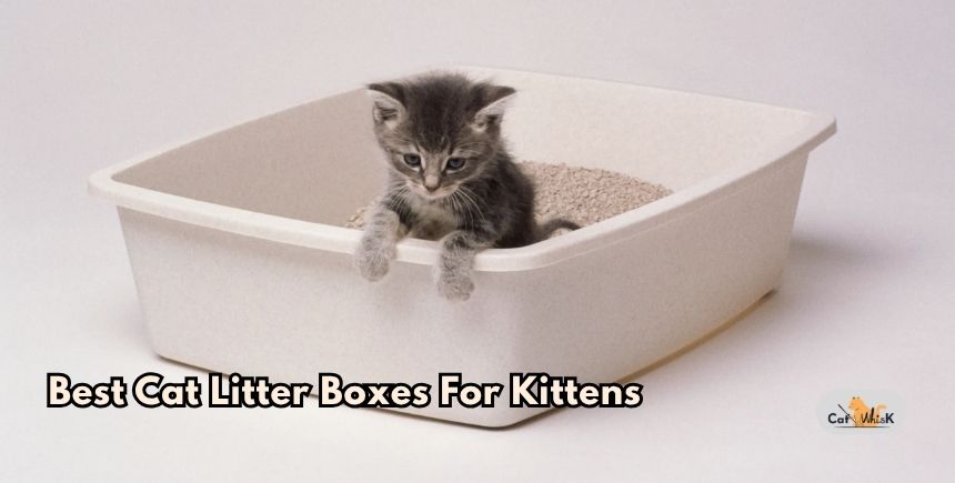 best cat litter boxes for kittens