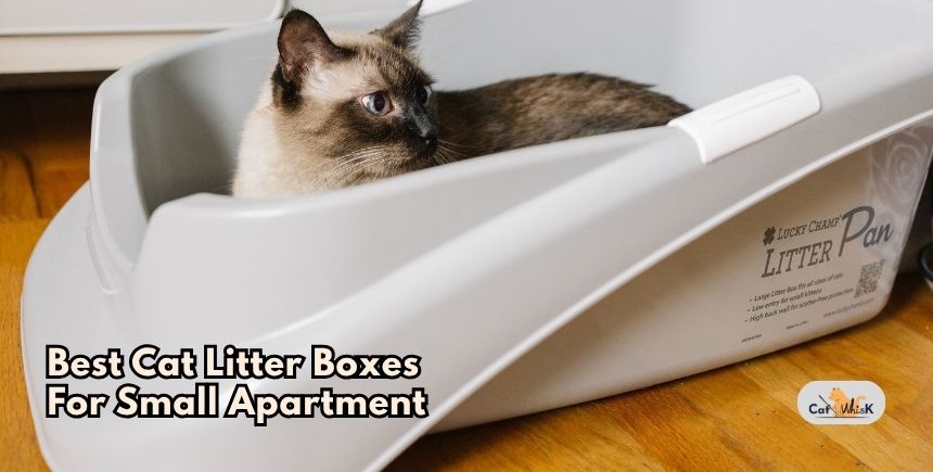 best cat litter boxes for small apartment