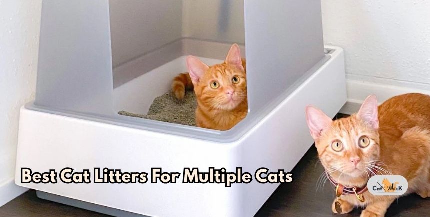 best cat litters for multiple cats