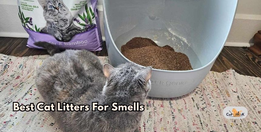 best cat litters for smells