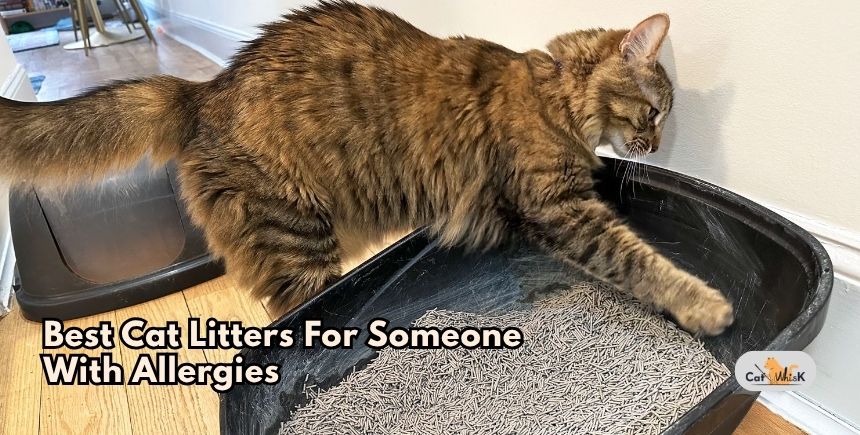 best cat litters for someone with allergies