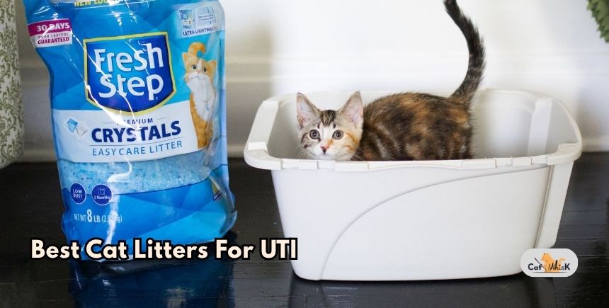 best cat litters for uti