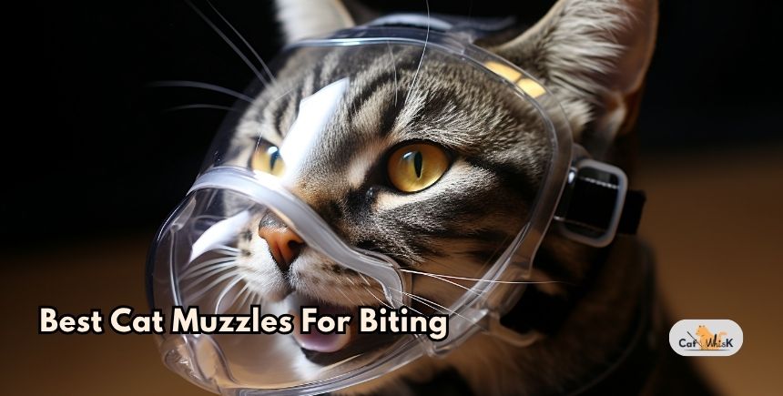 best cat muzzles for biting