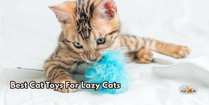 best cat toys for lazy cats