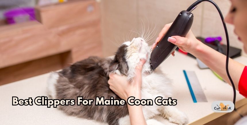 best clippers for maine coon cats