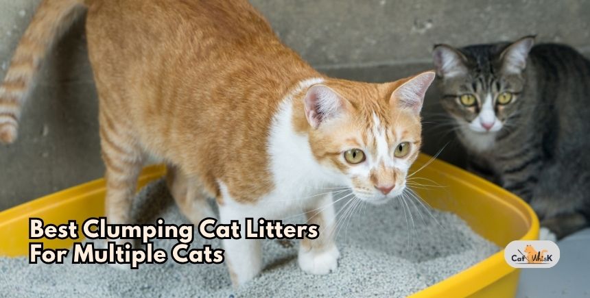 best clumping cat litters for multiple cats