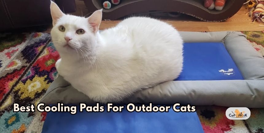 best cooling pads for outdoor cats