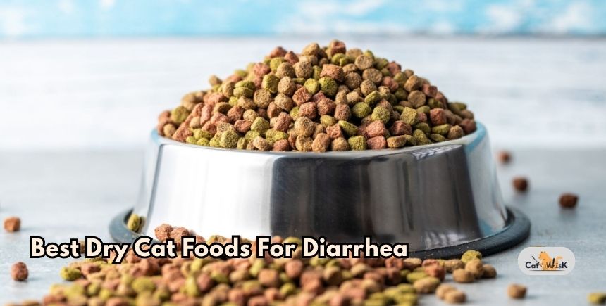 best dry cat foods for diarrhea