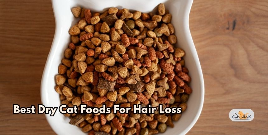 best dry cat foods for hair loss