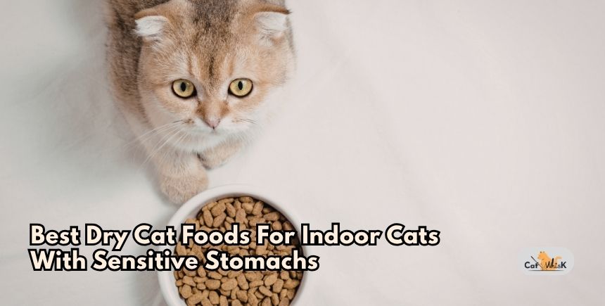 best dry cat foods for indoor cats with sensitive stomachs