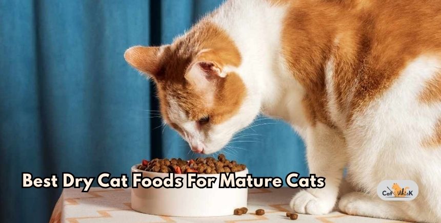 best dry cat foods for mature cats