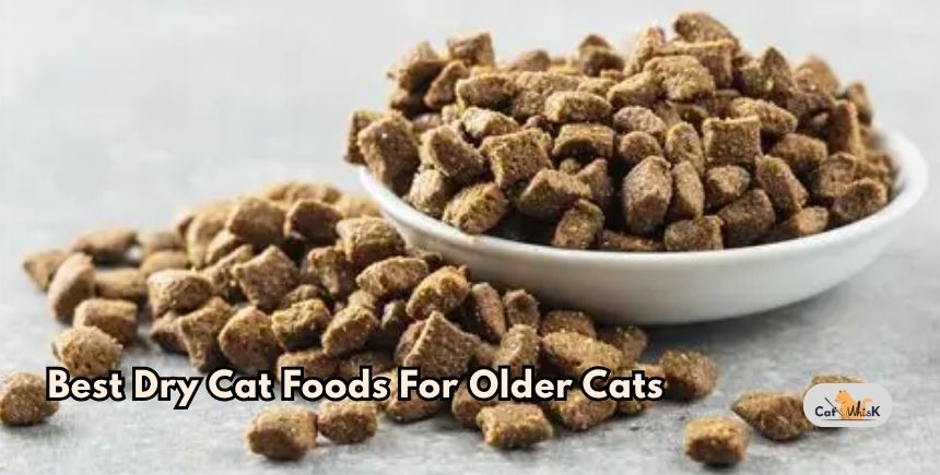 best dry cat foods for older cats