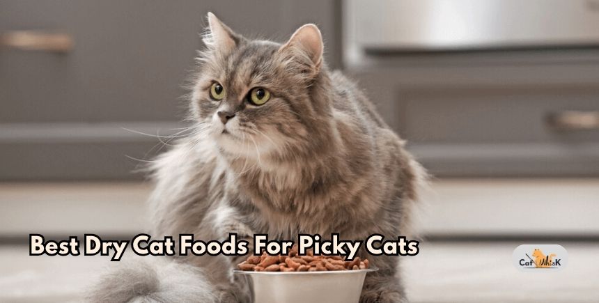 best dry cat foods for picky cats