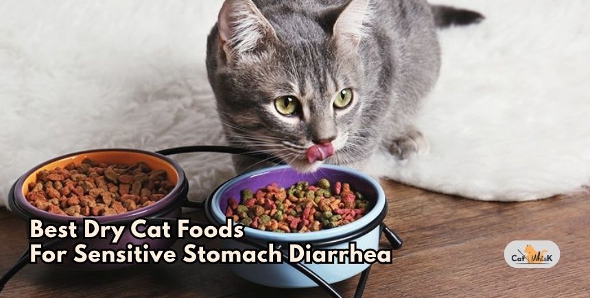 best dry cat foods for sensitive stomach diarrhea