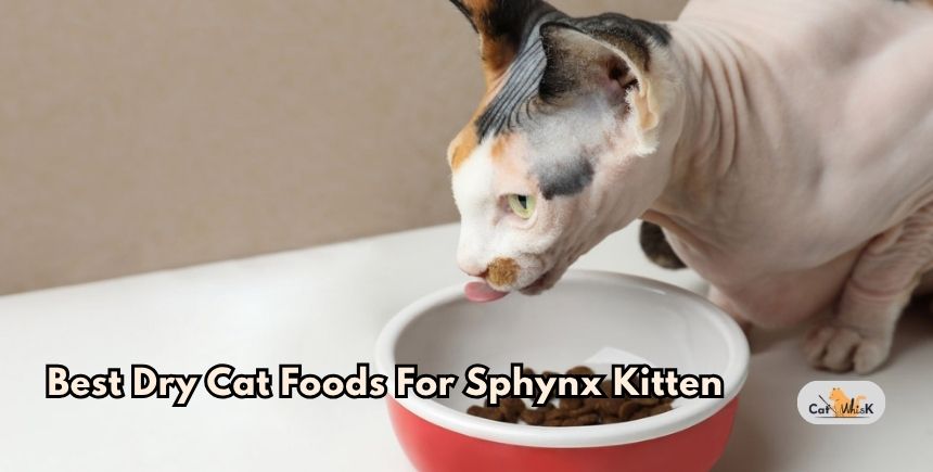 best dry cat foods for sphynx kitten