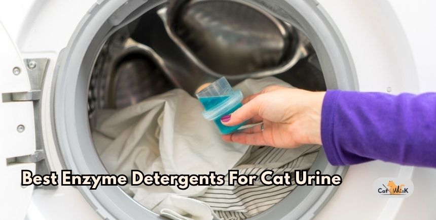 best enzyme detergents for cat urine