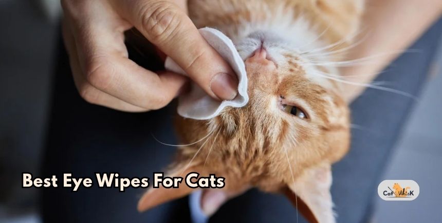 best eye wipes for cats