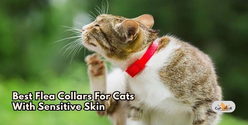 best flea collars for cats with sensitive skin