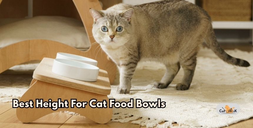best height for cat food bowls