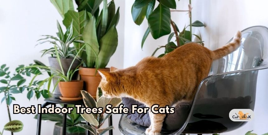 best indoor trees safe for cats