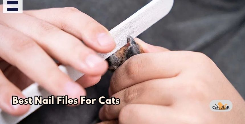 best nail files for cats