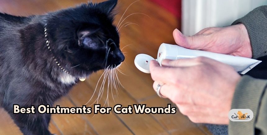 best ointments for cat wounds