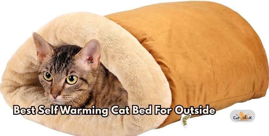 best self warming cat bed for outside