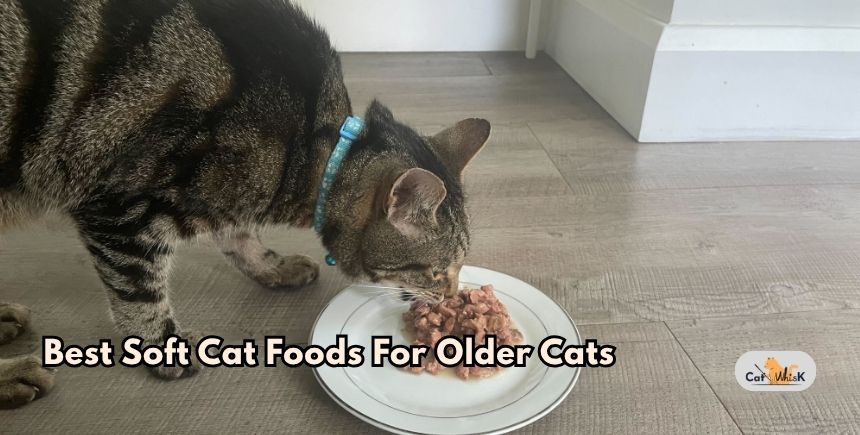 best soft cat foods for older cats