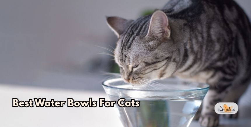 best water bowls for cats
