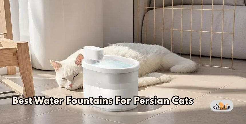 best water fountains for persian cats