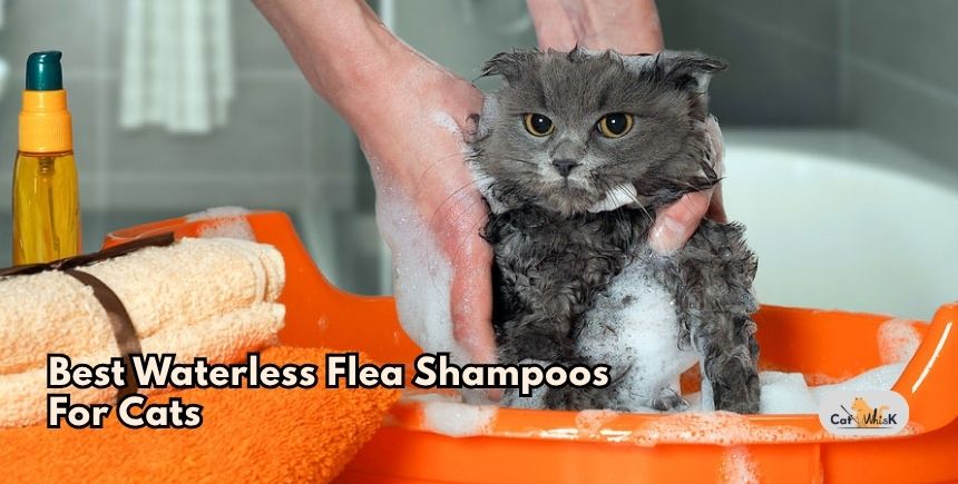 best waterless flea shampoos for cats