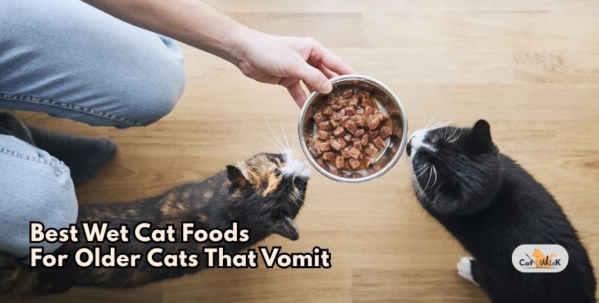 best wet cat foods for older cats that vomit