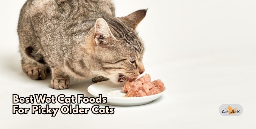 best wet cat foods for picky older cats