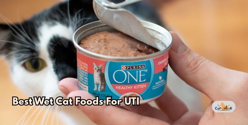 best wet cat foods for uti