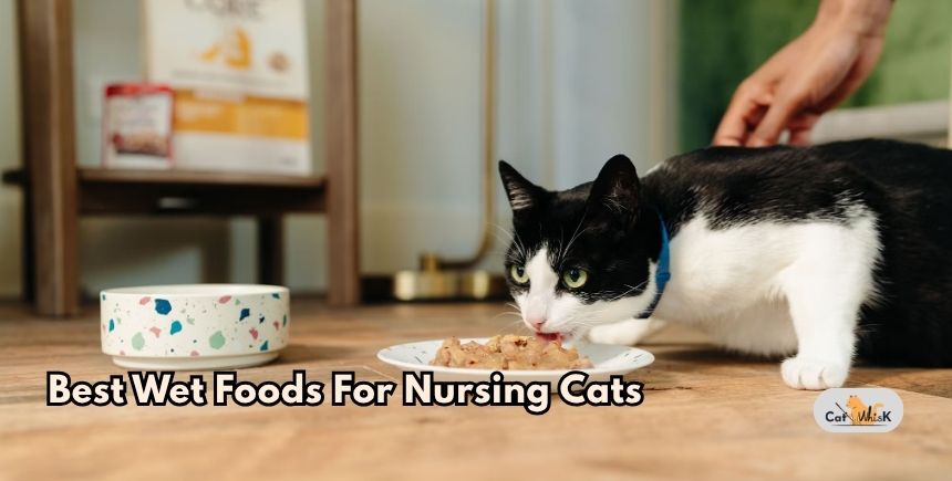 best wet foods for nursing cats
