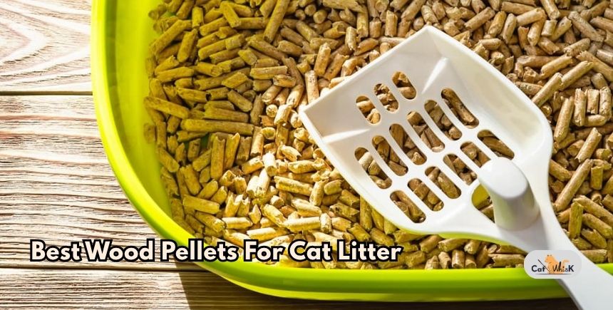 best wood pellets for cat litter