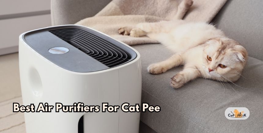 best air purifiers for cat pee