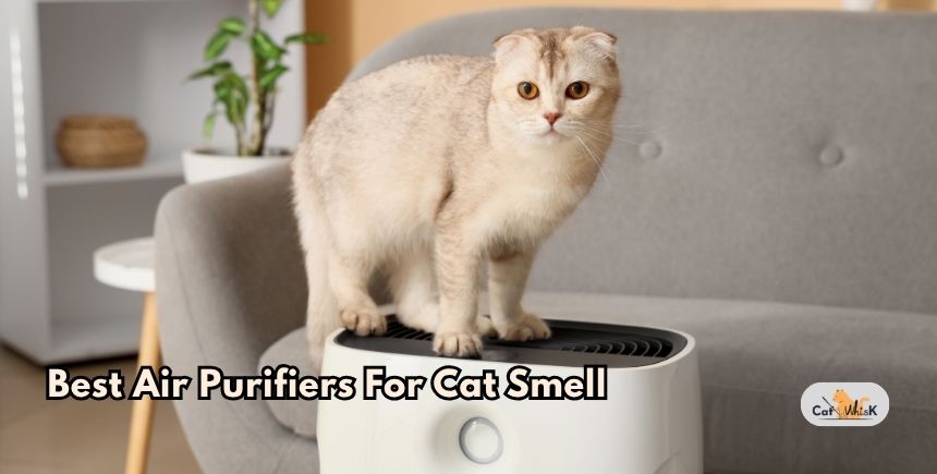 best air purifiers for cat smell