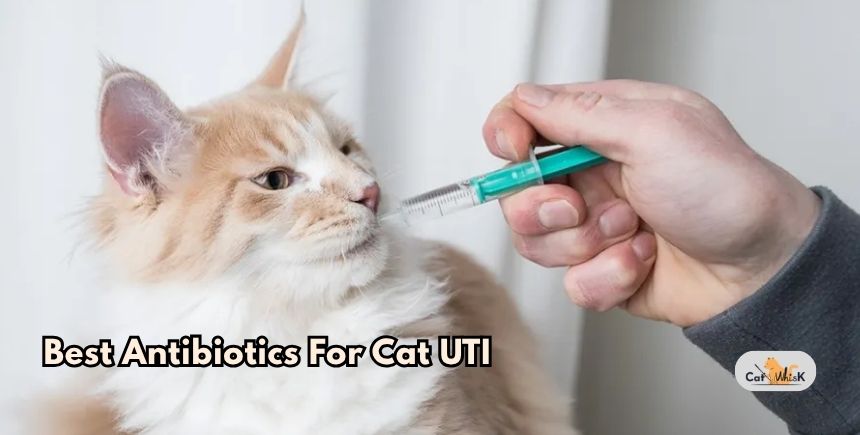 best antibiotics for cat uti