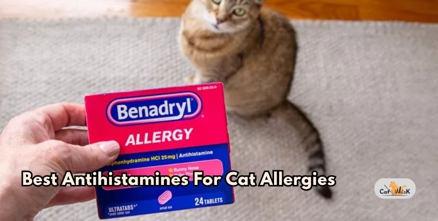 best antihistamines for cat allergies