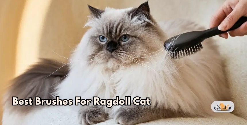best brushes for ragdoll cat