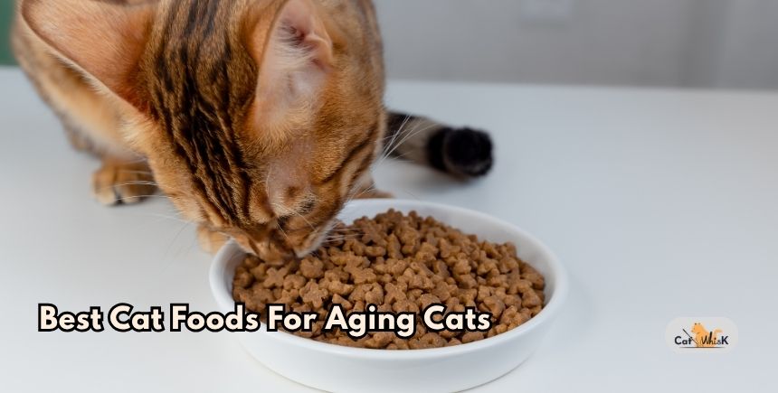 best cat foods for aging cats