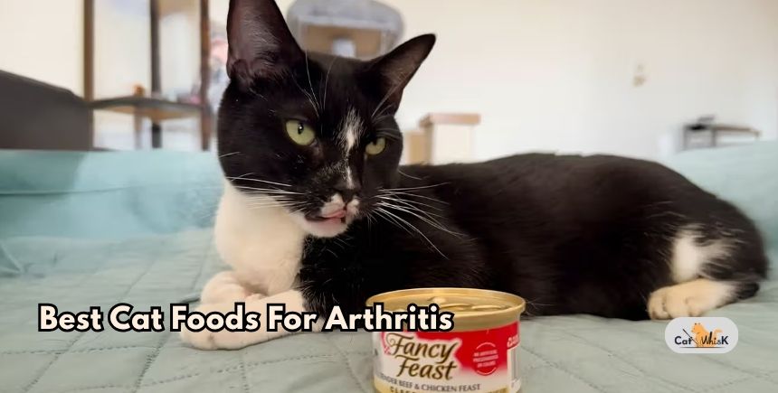 best cat foods for arthritis